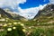 Vernal flowers on highland meadow. mountains landscape in spring.