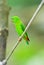 Vernal hanging Parakeet