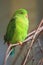 Vernal hanging parrot