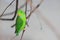 Vernal hanging parrot