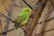 Vernal hanging parrot