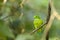 Vernal Hanging Parrot at Dandeli,Karnataka,india