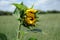 Vernal sunflower on a meadow with closed flower