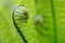 Vernal unfolding fern leaves.