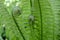 Vernal unfolding fern leaves. Young sprouts of fern of light green color.