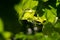 Vernal young grapevine in garden. Macrophoto