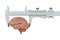 Vernier caliper with brain