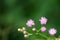 Vernonia cinerea Less flowers