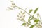 Vernonia cinerea Less grass on white background.