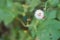 Vernonia cinerea Less, Little ironweed