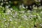 Vernonia cinerea in the meadow