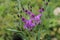 Vernonia crinita. Violet flower in the garden.