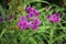 Vernonia crinita. Violet flower in the garden.