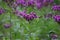 Vernonia crinita. Violet flower in the garden.