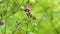 Vernonia glauca (Appalachian Ironweed, Broadleaf Ironweed, Tawny Ironweed, Upland Ironweed)