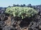 Verode plant growing in black lava, Lanzarote