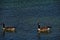 Verona Beach pond gravel pit in WI Canadian Geese Pair