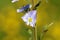 Veronica anagallis-aquatica , water speedwell flower , flora Iran