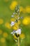 Veronica anagallis-aquatica , water speedwell flower , flora Iran