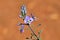 Veronica anagallis-aquatica , water speedwell flower , flora Iran