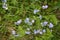 Veronica chamaedrys - blue blossoms Bird`s-eye speedwell, Veronica chamaedrys