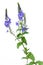 Veronica chamaedrys blue wildflowers