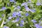 Veronica chamaedrys, germander speedwell, bird`s-eye speedwell in bloom