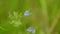 Veronica chamaedrys, the germander speedwell, birds-eye speedwell, or cats eyes is an herbaceous perennial species