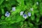 Veronica chamaedrys speedwell, bird`s eye, gypsyweed green blurry leaves background, close up macro