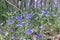 Veronica chamaedrys thickets young blossoming blue forest flower