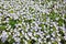 Veronica filiformis flowers