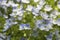 Veronica filiformis flowers in spring, close-up