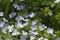 Veronica filiformis flowers in spring, close-up