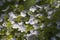 Veronica filiformis flowers in spring, close-up