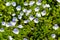 Veronica filiformis Slender speedwell little blue flowers bloomed in the garden