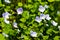 Veronica filiformis Slender speedwell little blue flowers bloomed in the garden. Excellent natural background