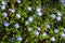 Veronica filiformis Slender speedwell little blue flowers bloomed in the garden. Excellent natural background