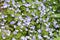 Veronica filiformis small blue flowers creeping plant