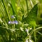 Veronica flowers and forest herbs. Wild nature in the city