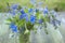 Veronica, Germander, Speedwell