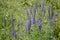 Veronica grandis with royal blue flowers