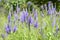 Veronica grandis with royal blue flowers