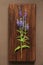 Veronica long-leaved violet color lies on a wooden background of