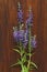 Veronica long-leaved violet color lies on a wooden background of