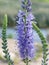 Veronica longifolia