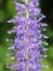 Veronica longifolia