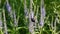 Veronica longifolia. Bee on the flower. Wild flower in the field. Video footage static camera.