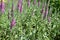 Veronica longifolia Eveline with purple flowers