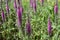 Veronica longifolia Eveline with purple flowers