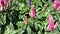 Veronica longifolia \'First Lady Pink\', Tall speedwell